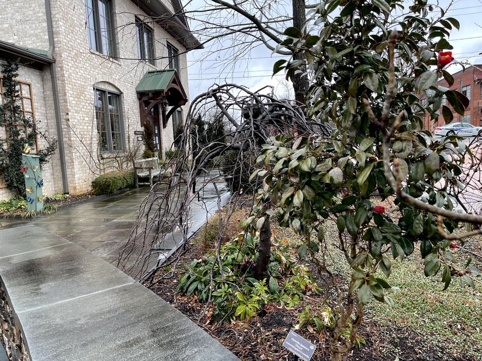 Winter with the promise of spring in camellia buds