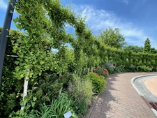 Ginkgo Border