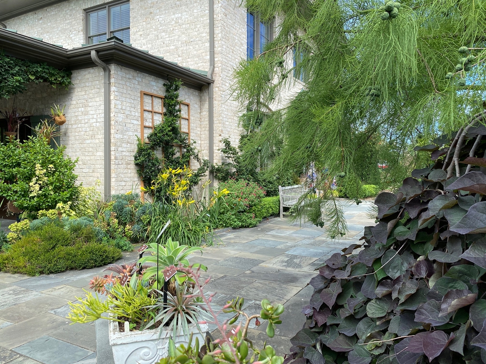 Succulents & summer color