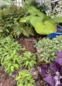 Hosta & ferns