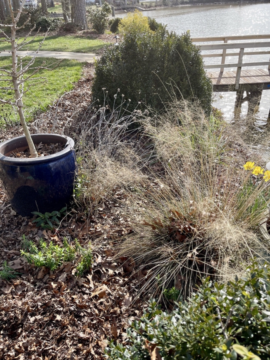 Daffodils blooming in anticipation of spring