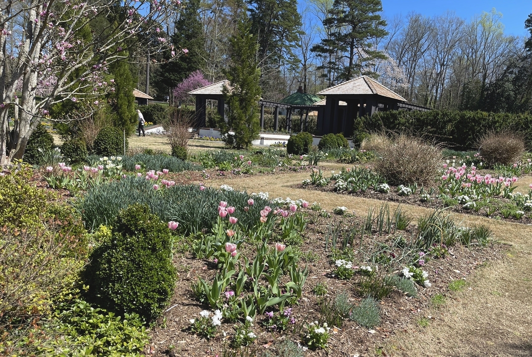 Formal bed planted with pink tulips and a pink magnolia.