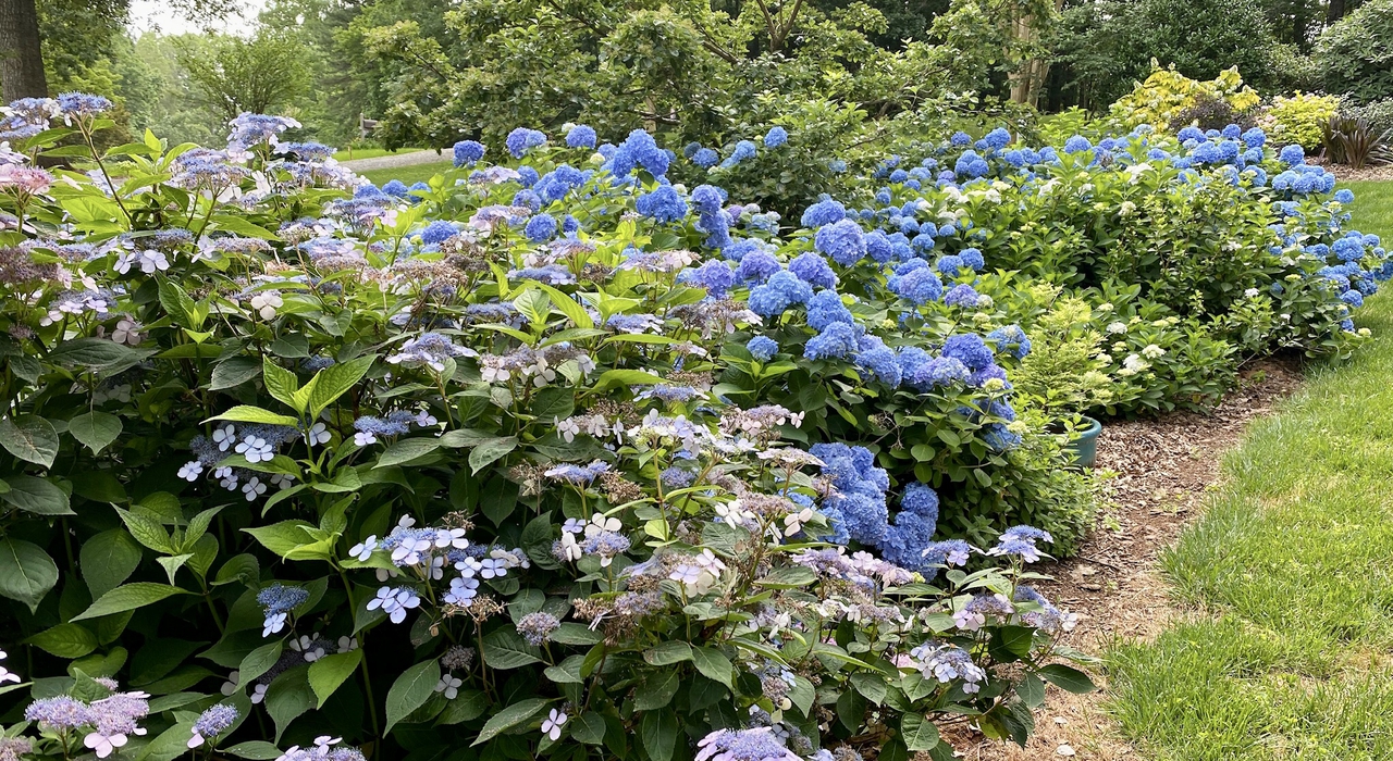 Lacecap Hydrangea