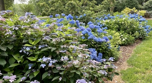 Lacecap Hydrangea