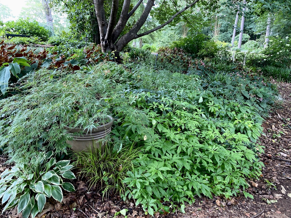 Mid summer view