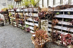 Fence with areas between rails planted with Heuchera and others.