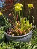 a group of carnivorous pitcher plants.