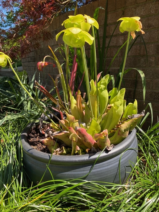 a group of carnivorous pitcher plants.