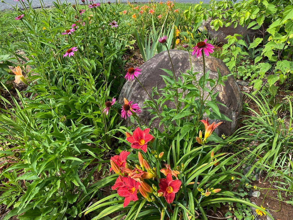 Red Daylily pops against rock