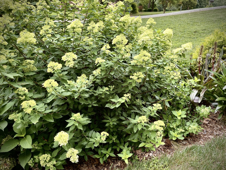 Little Lime Hydrangea blooms mid summer & grows to 5’