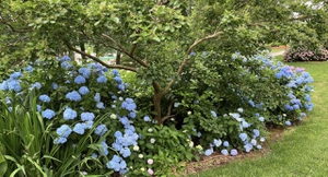 Endless Summer Hydrangea