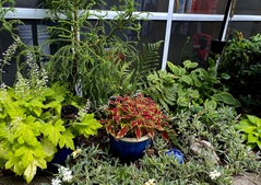 Colorful plant combination