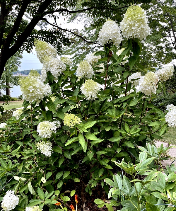 Zinfin Doll paniculata hydrangea