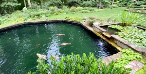 Large koi pond