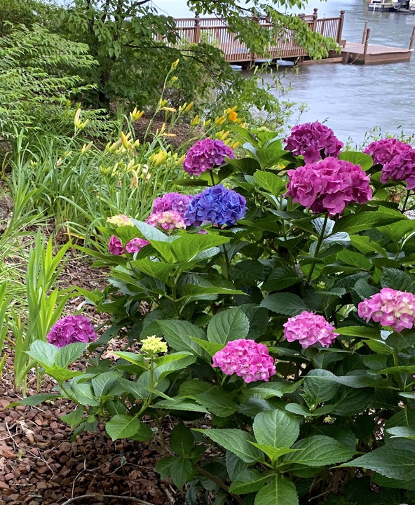 Colorful hydrangea