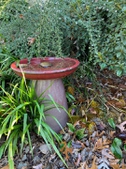 Late fall bird bath
