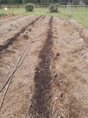 Ready for plants or seeds