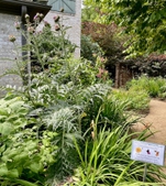 Pollinator attracting plants