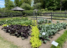 Greens
