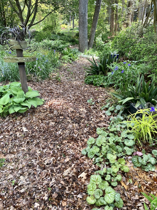 An inviting pathway through the woods.
