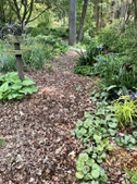 An inviting pathway through the woods.