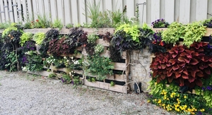 colorful planting of annuals on a fence.
