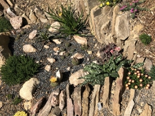 crevice garden