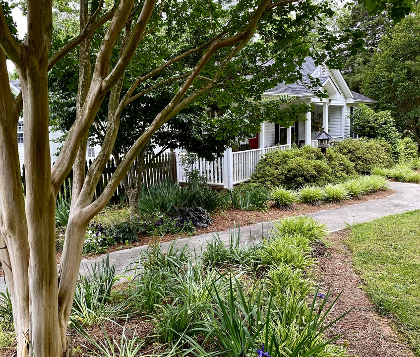 Crepe Myrtle Trunk