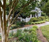 Crepe Myrtle Trunk