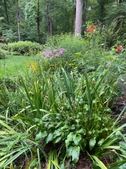 Every plant has its turn to shine