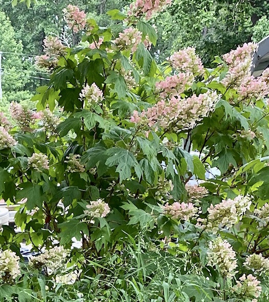 Oak Leaf Hydrangea