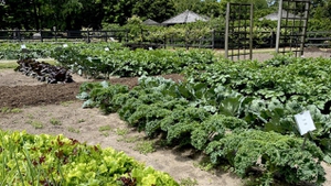 Leafy greens