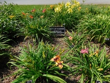 Daylily Society Garden sign