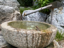 Leopard Frog at Sarah P. Duke Gardens 2024 by A Stradley