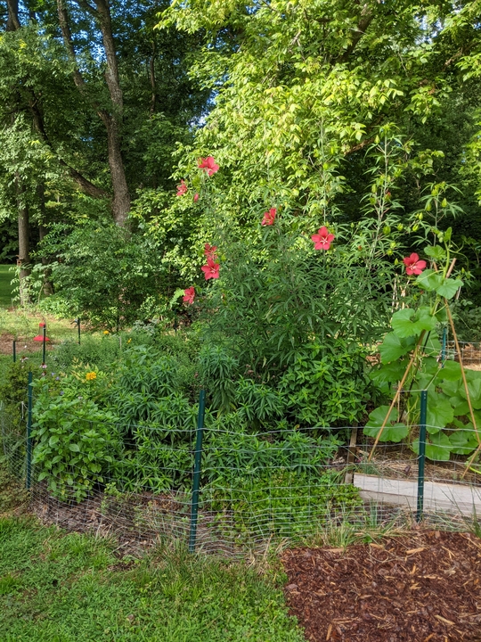 Front view of pollinator garden section August 2022