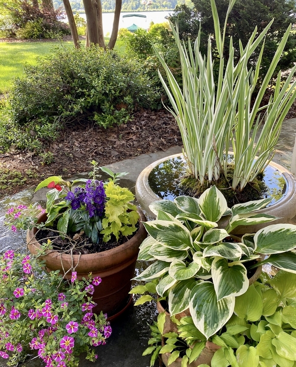Containers overflowing with colorful plants.