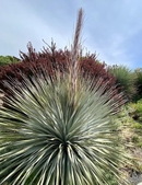 Dasylirion sp. sending up an inflorescence.