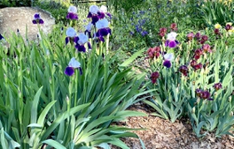 Iris Shine in bed