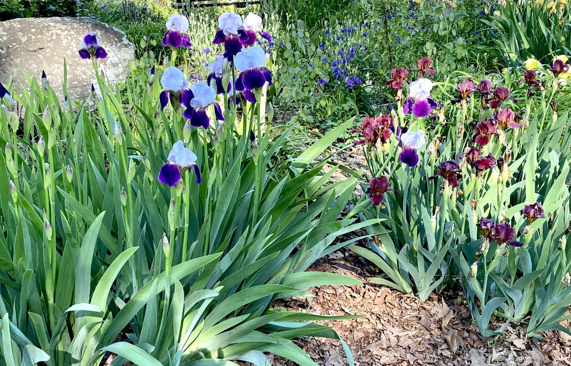 Iris Shine in bed