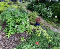 Hydrangea walk