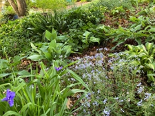 Many leaf textures make the landscape interesting.