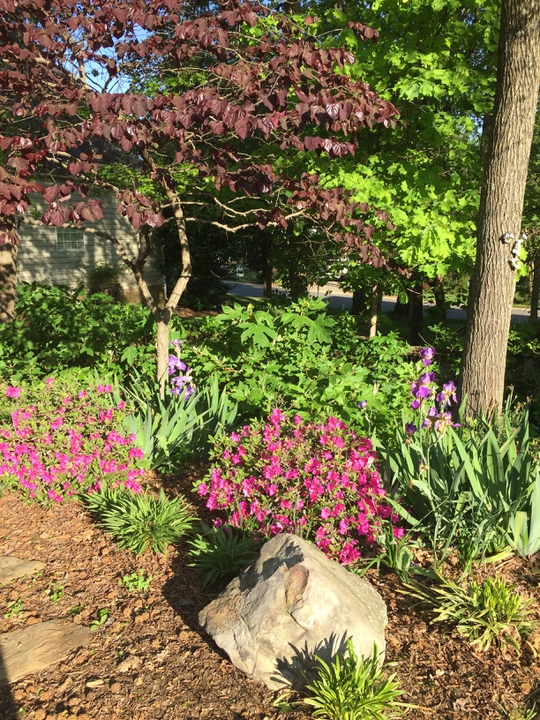 Backyard Respite Landscape