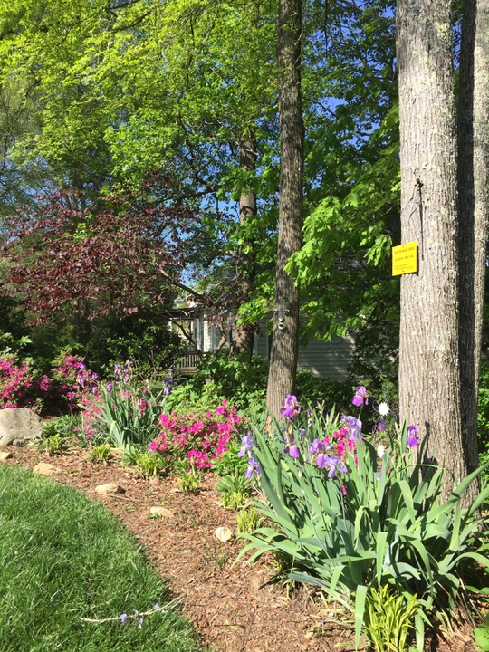 Backyard Respite Landscape