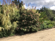 Banana beds in early fall (September).