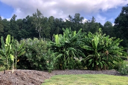 Banana beds in August.