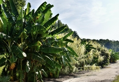 Banana bed in the summer with everything green and leafy.