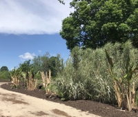 Banana bed in spring