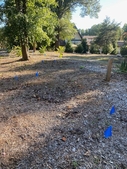 Before shrub installation