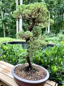 Bonsai Junipers