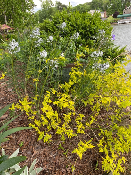 Lake Wall Garden